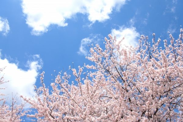 お花見で喜ばれる！名店の絶品おつまみ5選