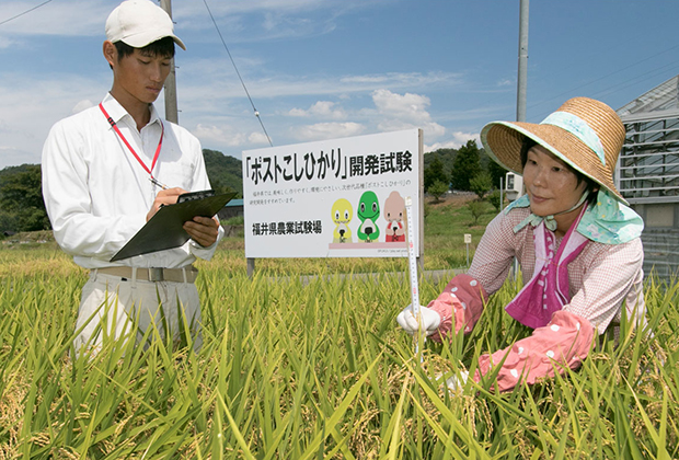 福井県がコシヒカリを超える新たなブランド米を開発！ 「ポストコシヒカリ」の名称募集中