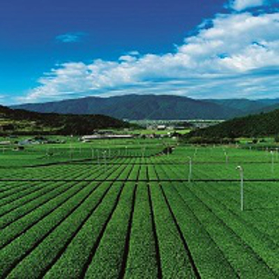 いび茶の里_2