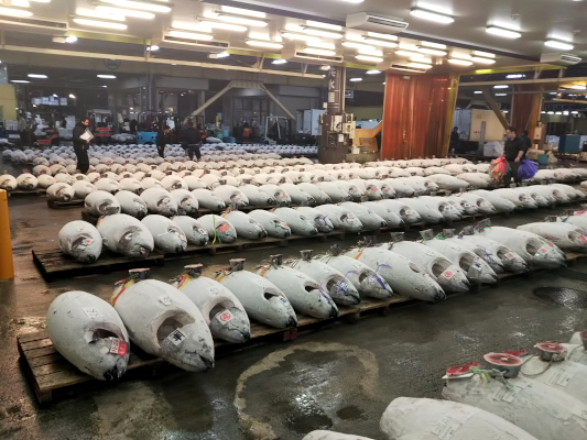 静岡洞江水産_5