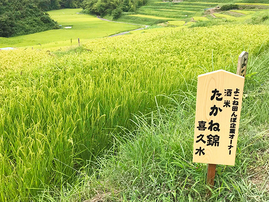 喜久水酒造_3